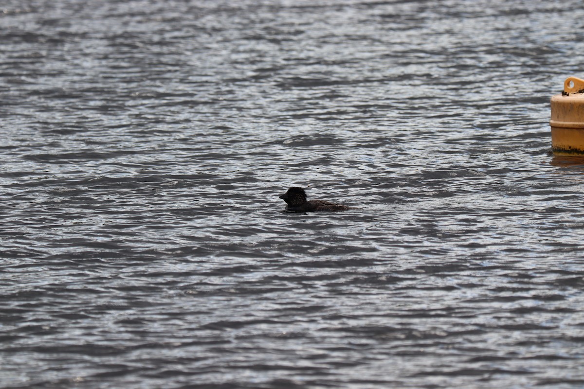 Musk Duck - ML634736776