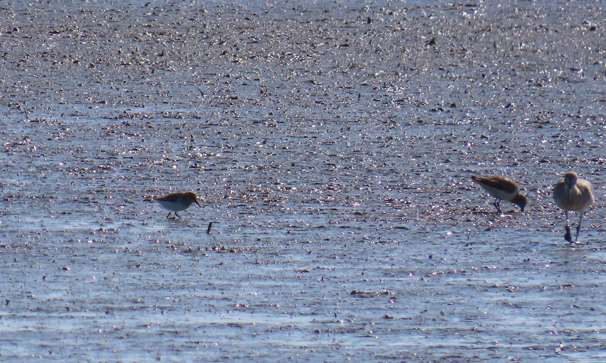 peep sp. - ML634736870