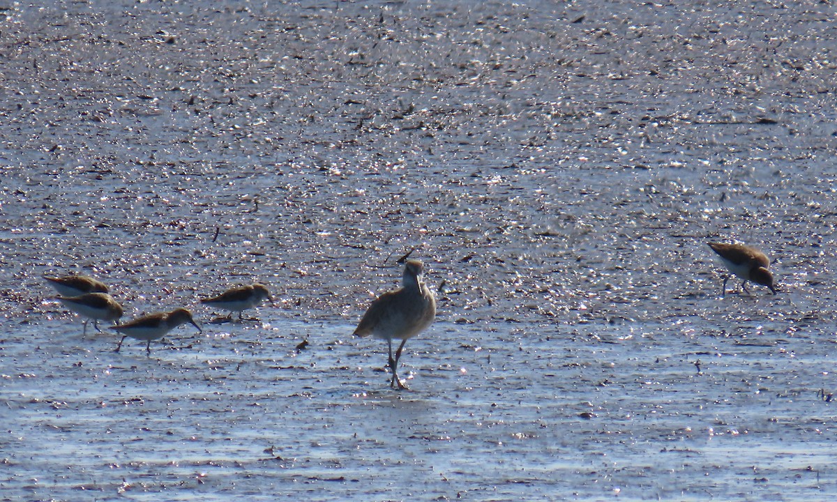 peep sp. - ML634736871