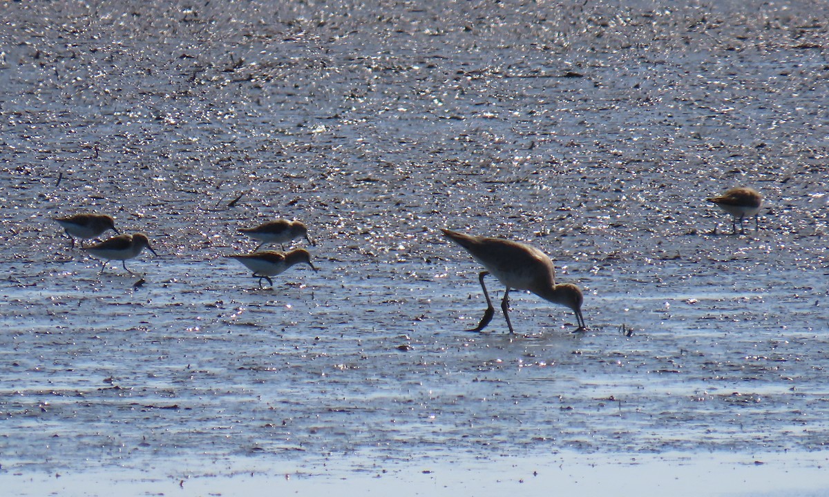 peep sp. - ML634736872