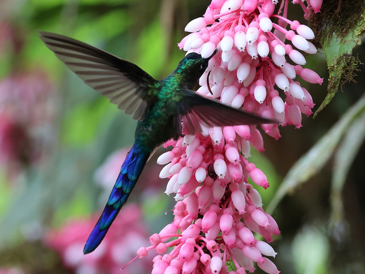 Violet-tailed Sylph - ML634736873