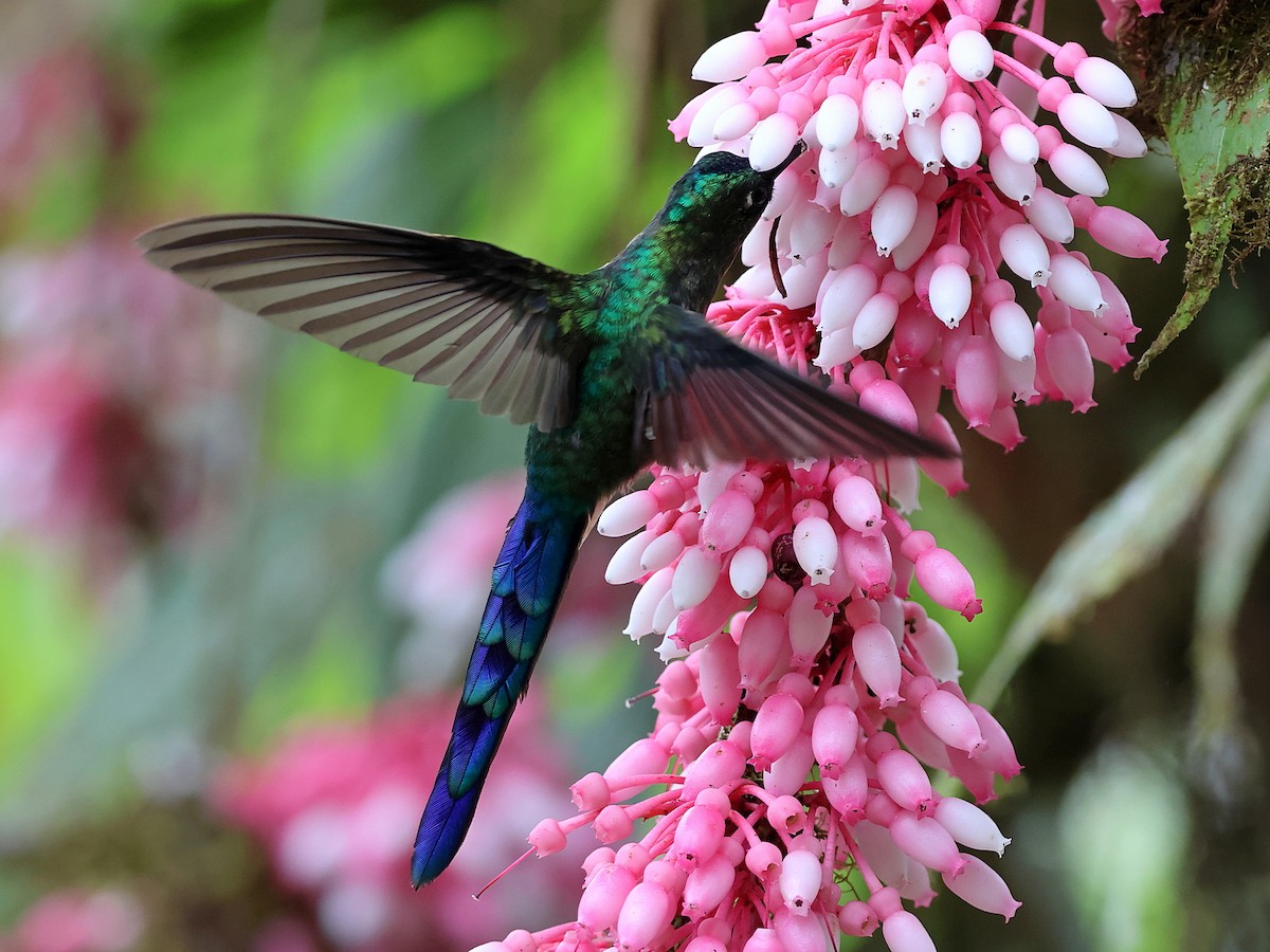 Violet-tailed Sylph - ML634736874