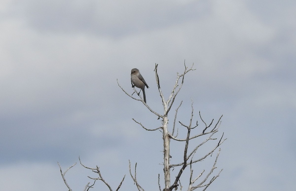 Bushtit - ML634736876