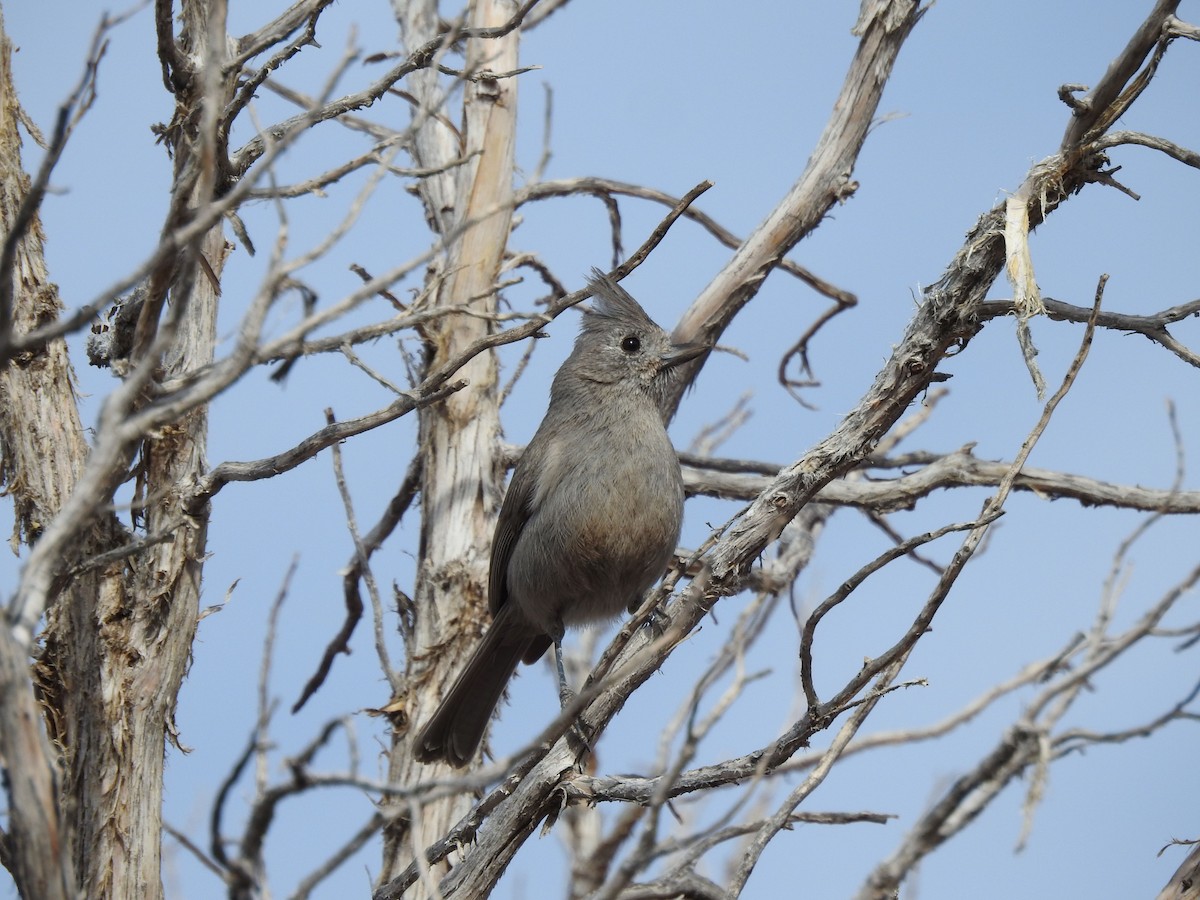 Juniper Titmouse - ML634736984