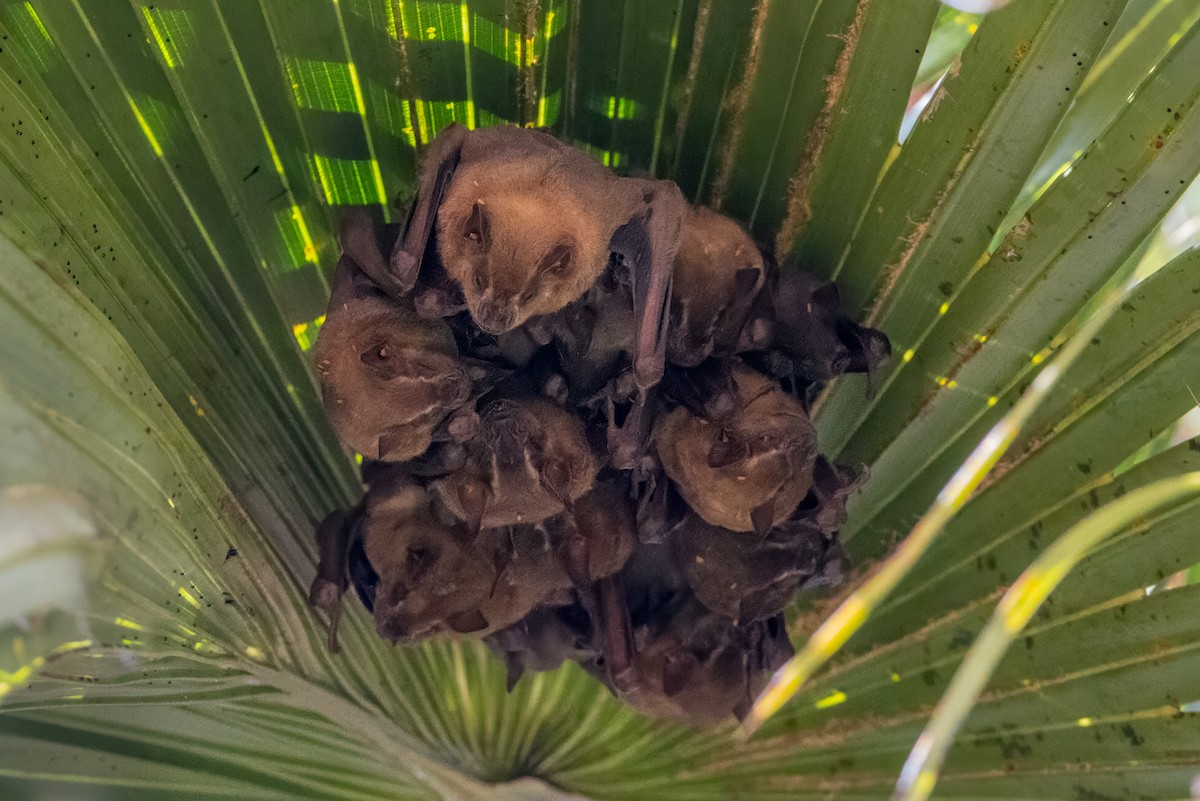 Great Fruit-eating Bat - ML634737030