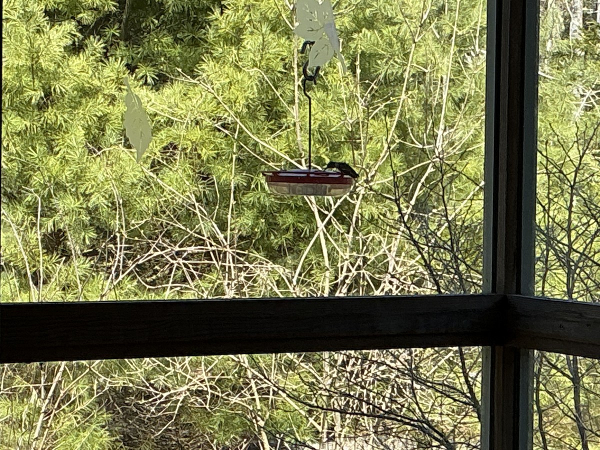 Rubinkehlkolibri - ML634737047