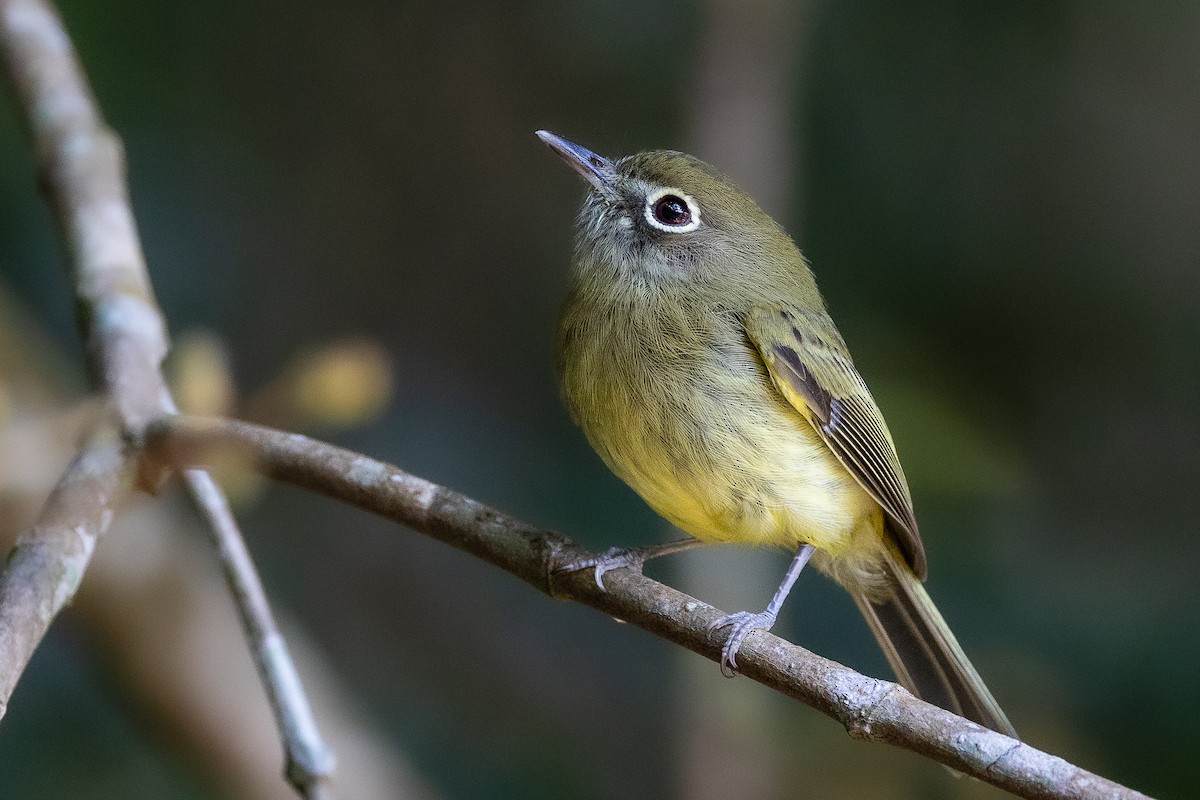 Eye-ringed Tody-Tyrant - ML634737216