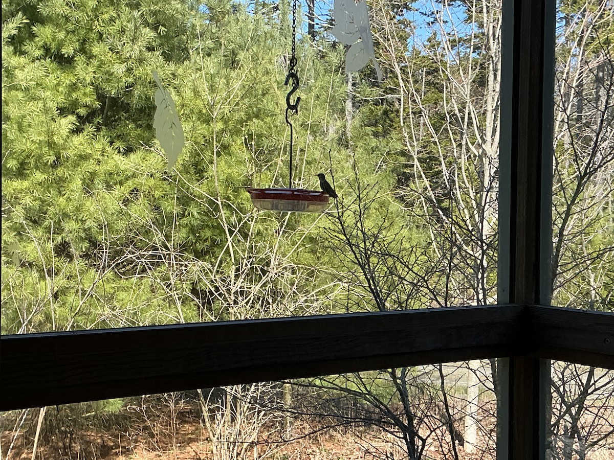 Rubinkehlkolibri - ML634737222