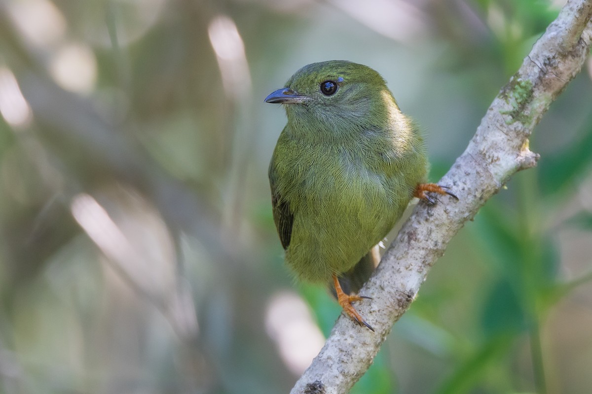 White-bearded Manakin - ML634737235