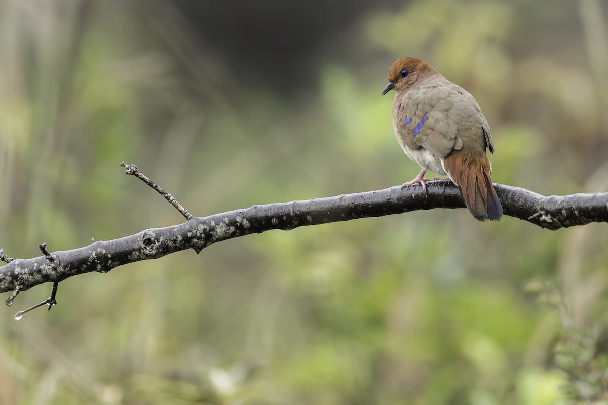 Blue-eyed Ground Dove - ML634737394