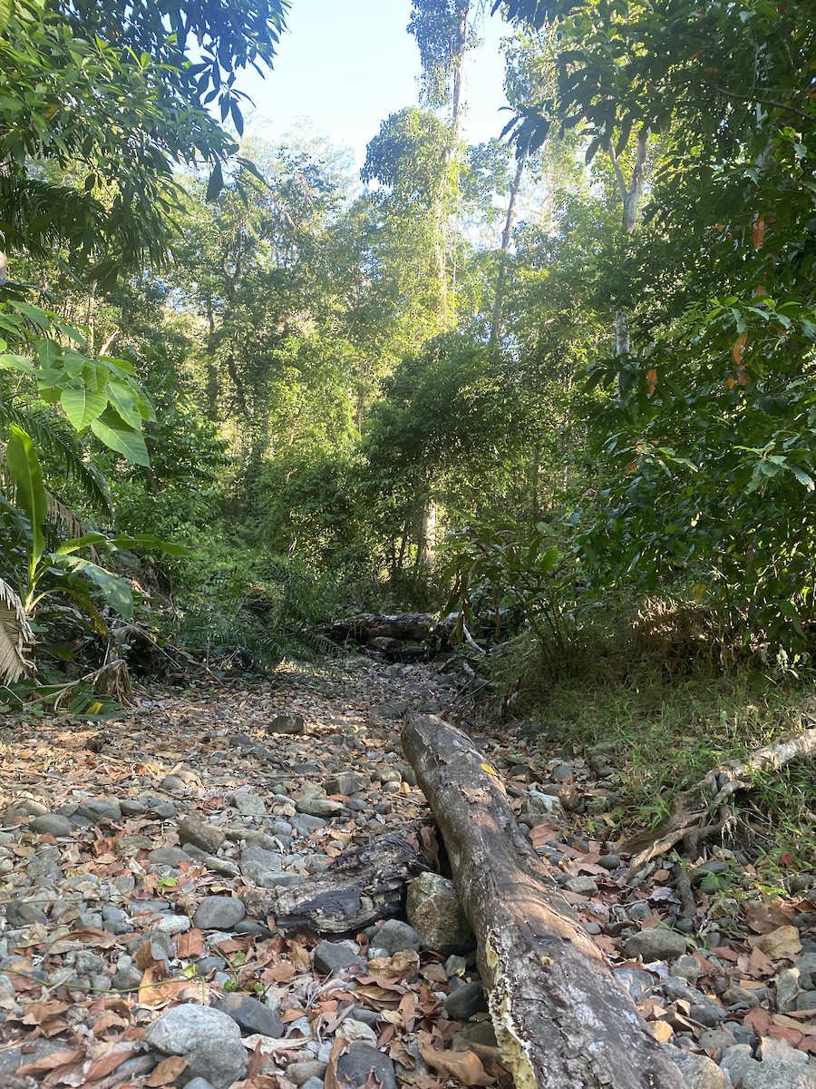 null - ML634737454