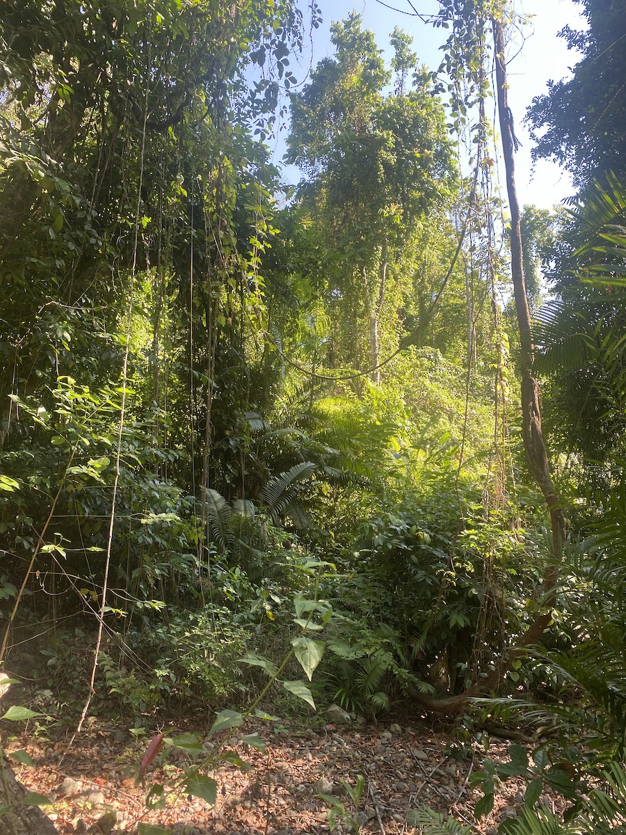 null - ML634737455