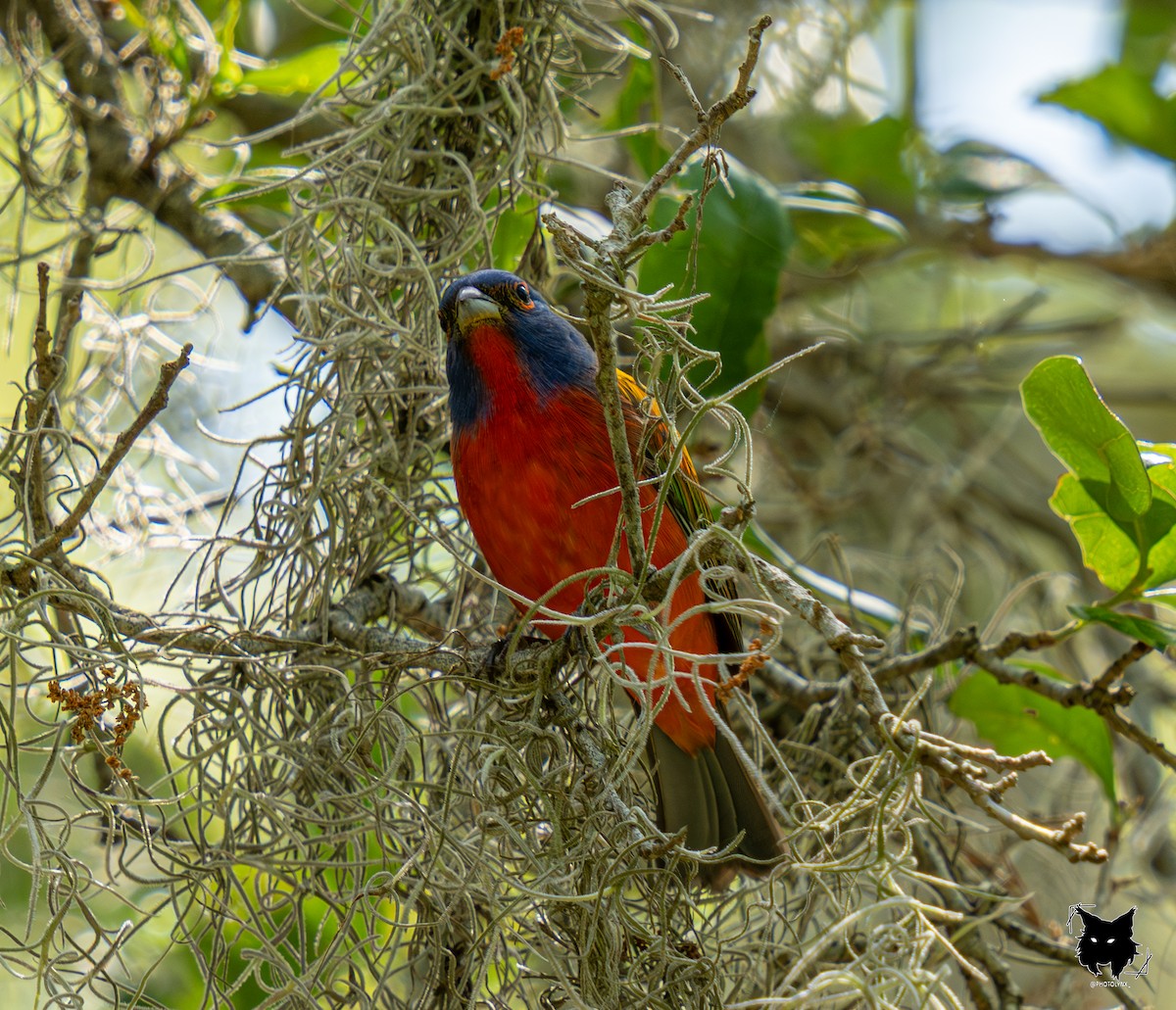 Painted Bunting - ML634737586