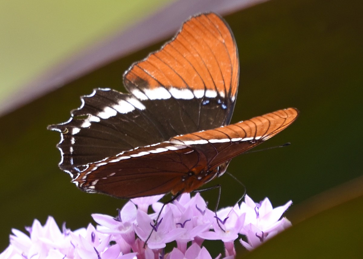 Insects - ML634737590
