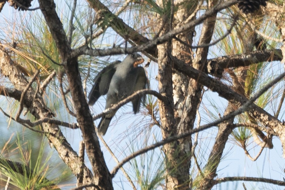 Black-winged Cuckooshrike - ML634737601