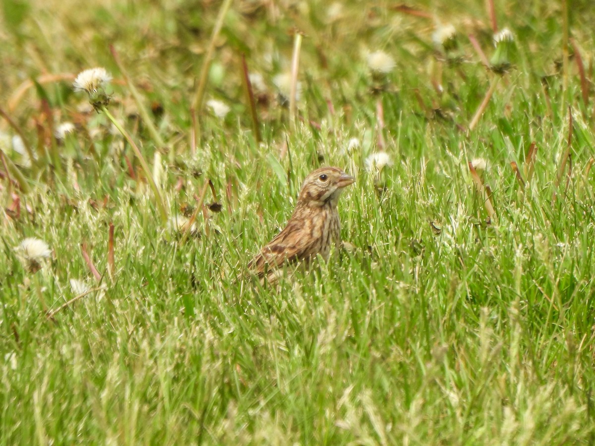 Bruant vespéral - ML634737643