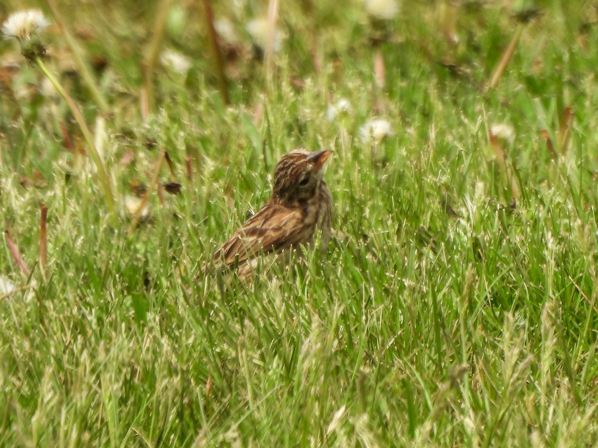 Bruant vespéral - ML634737664