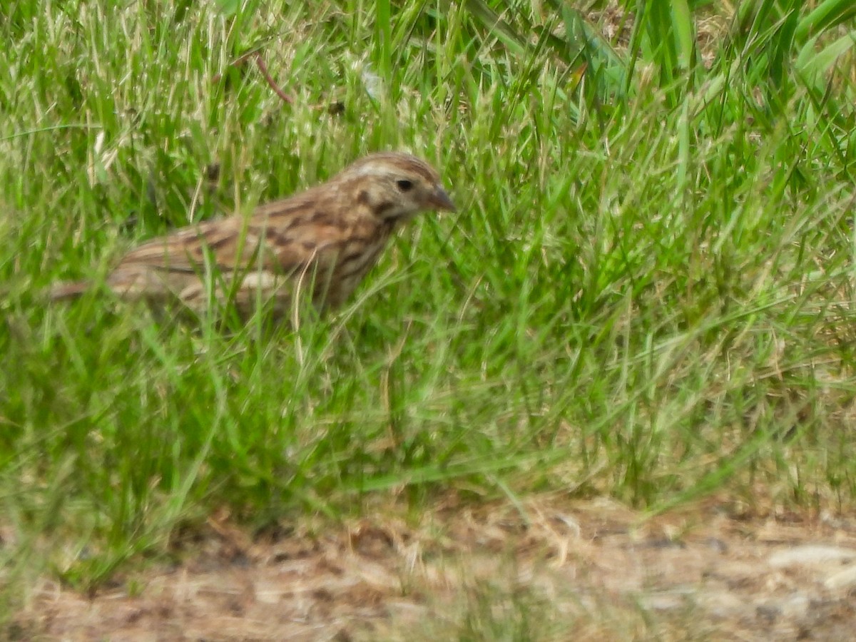 Bruant vespéral - ML634737665