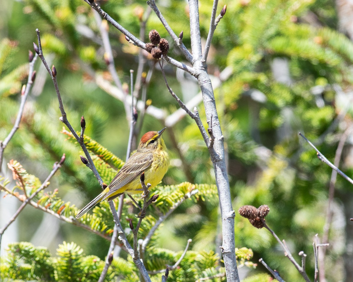Paruline à couronne rousse - ML634737979