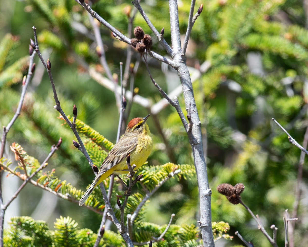 Paruline à couronne rousse - ML634737980