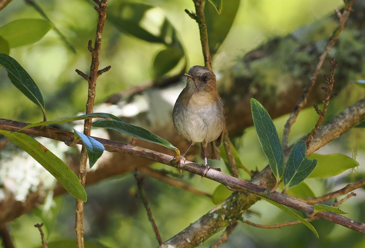 Black-billed Nightingale-Thrush - ML634737983