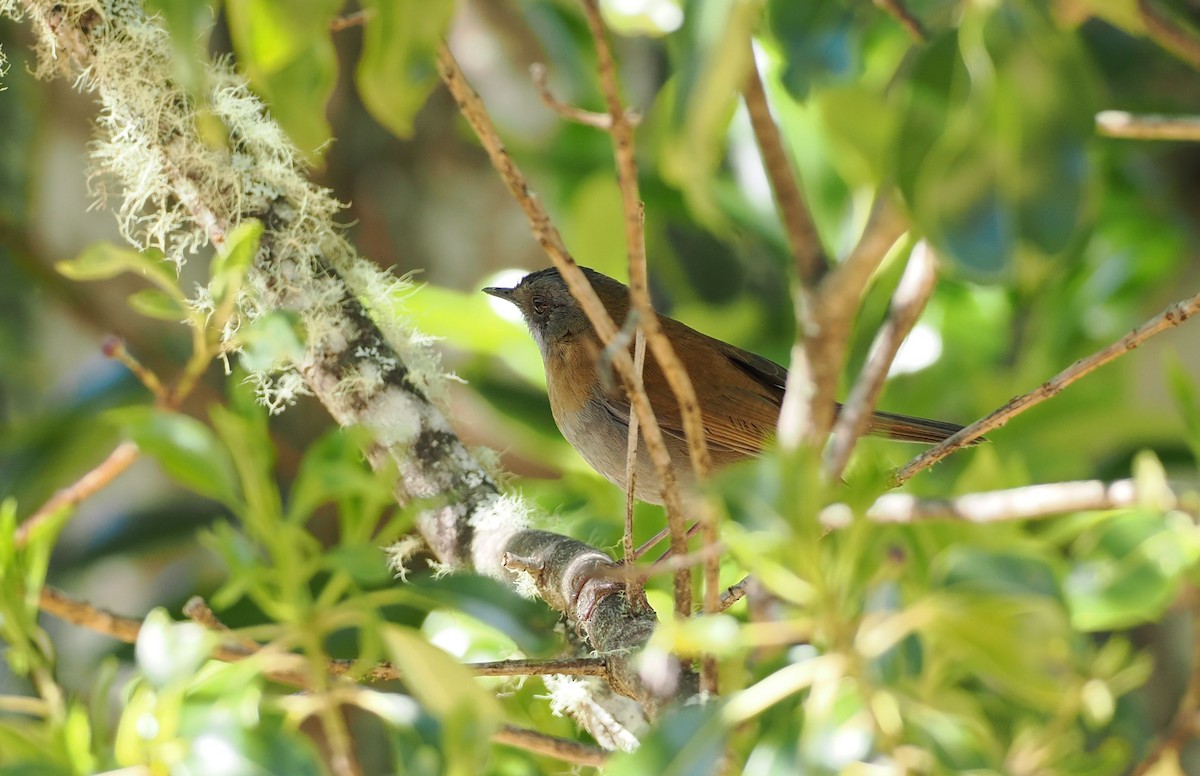 Black-billed Nightingale-Thrush - ML634737984