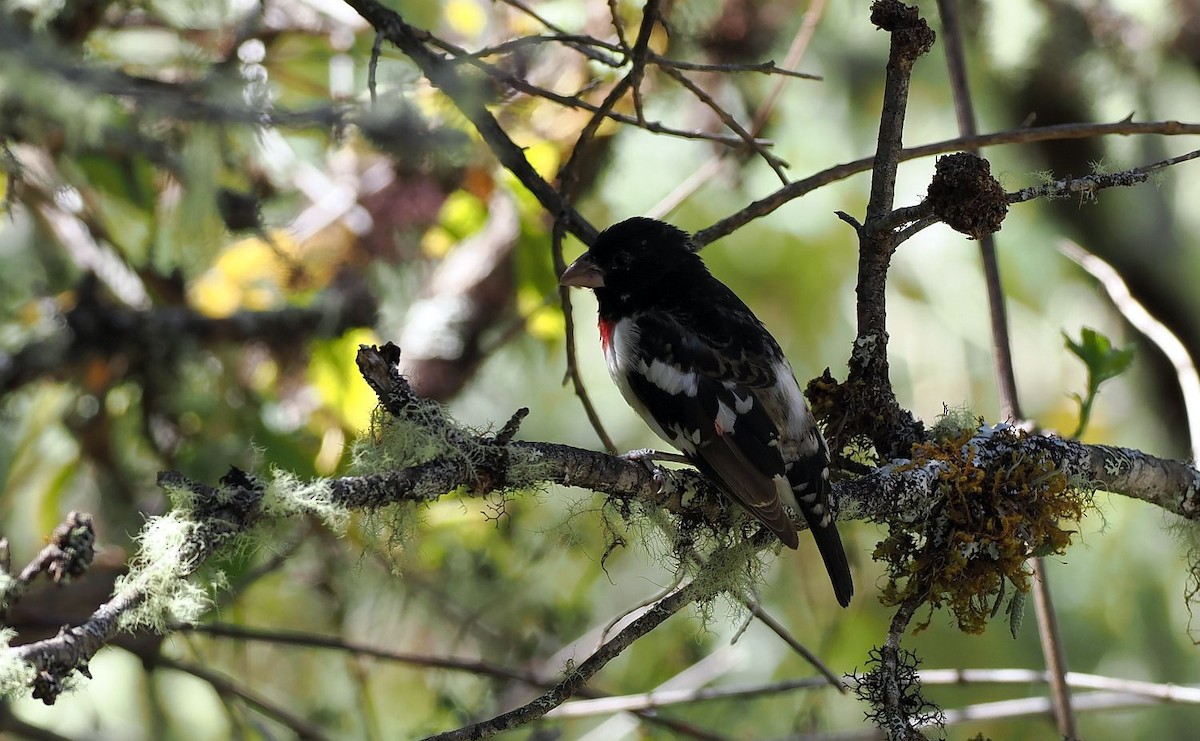 Rose-breasted Grosbeak - ML634738003