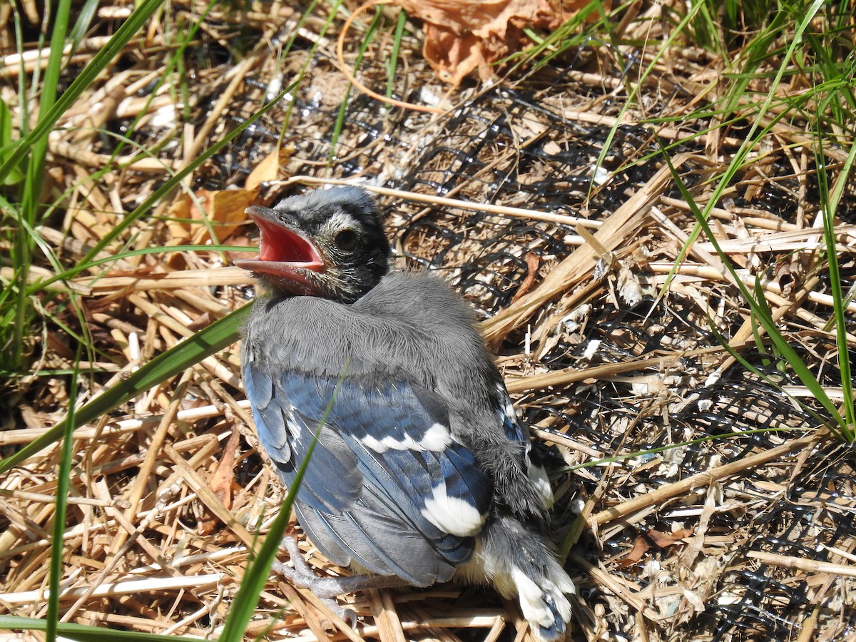 Blue Jay - Shea Tiller