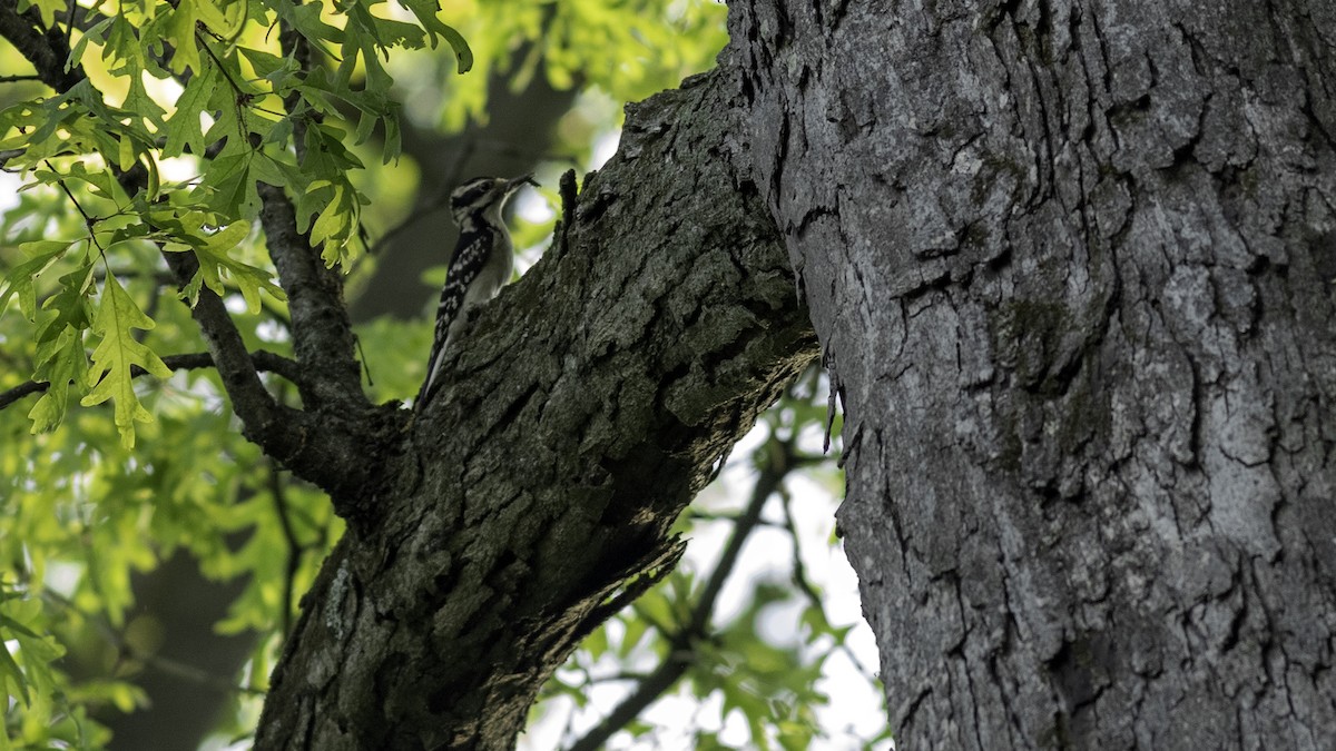 Hairy Woodpecker - ML634738117