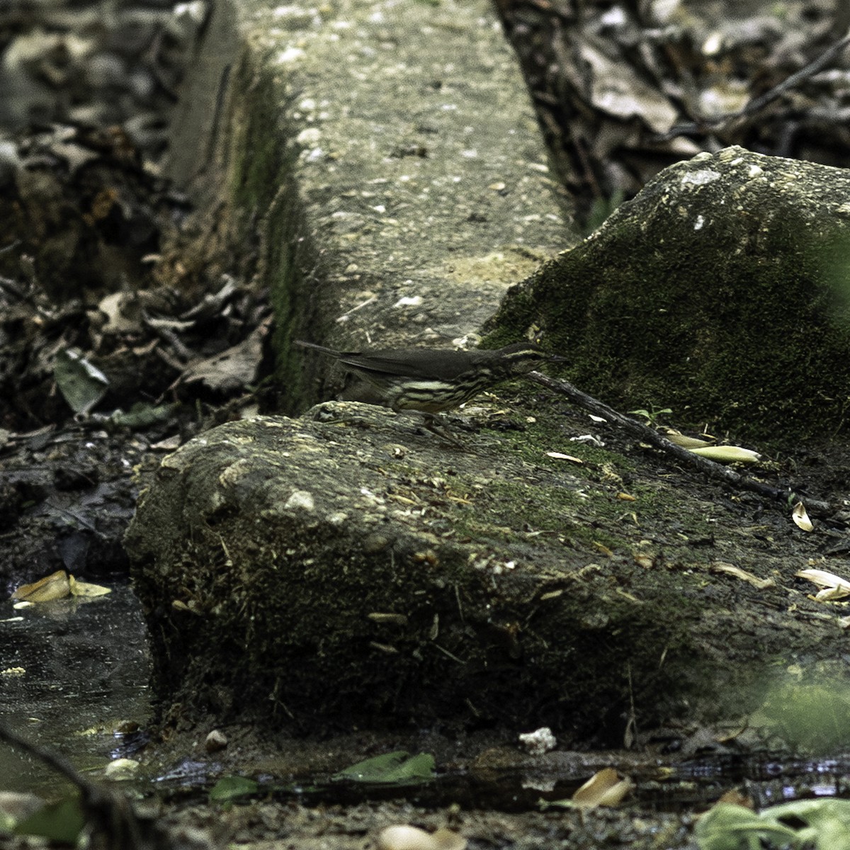 Northern Waterthrush - ML634738141