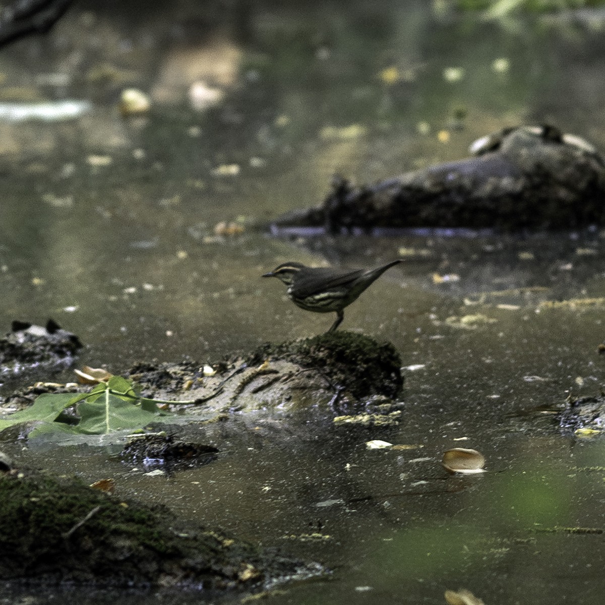 Northern Waterthrush - ML634738142