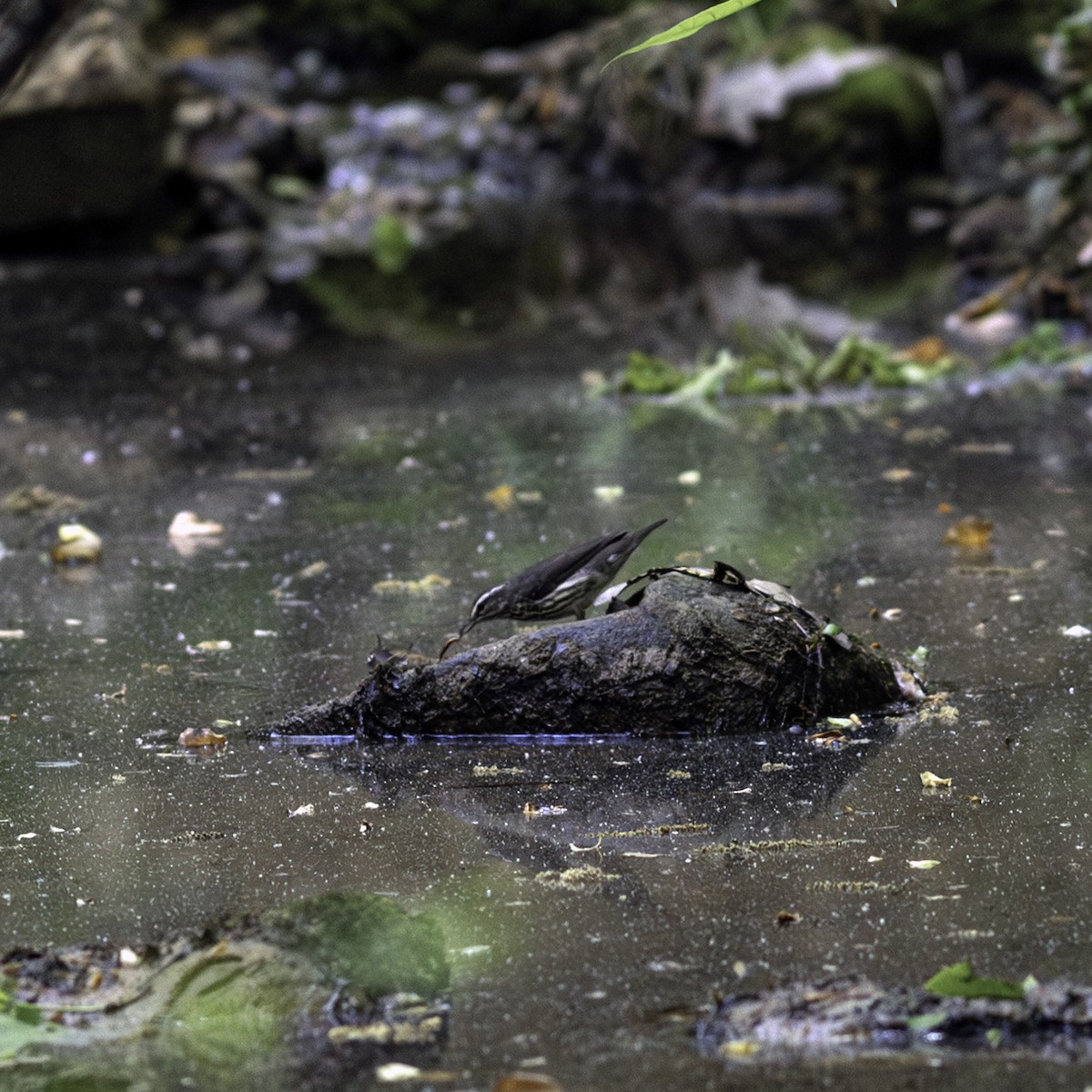 Northern Waterthrush - ML634738147