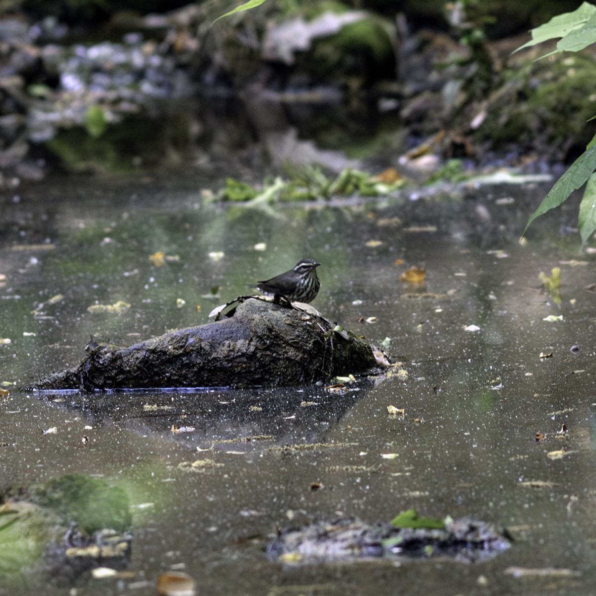 Northern Waterthrush - ML634738148