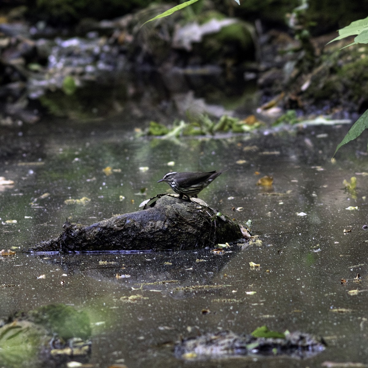 Northern Waterthrush - ML634738149