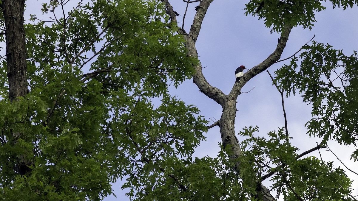 Red-headed Woodpecker - ML634738163