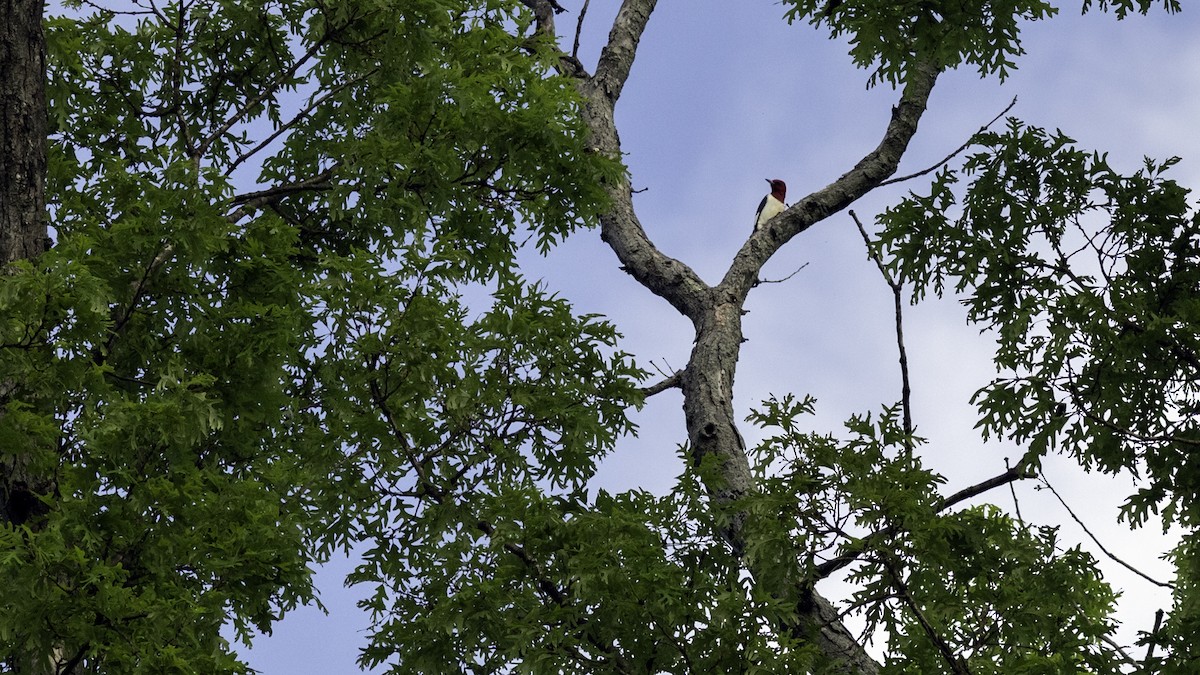 Red-headed Woodpecker - ML634738166