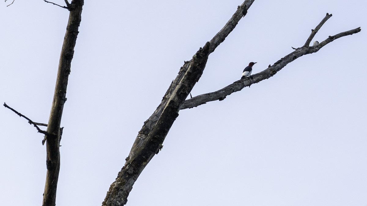 Red-headed Woodpecker - ML634738170