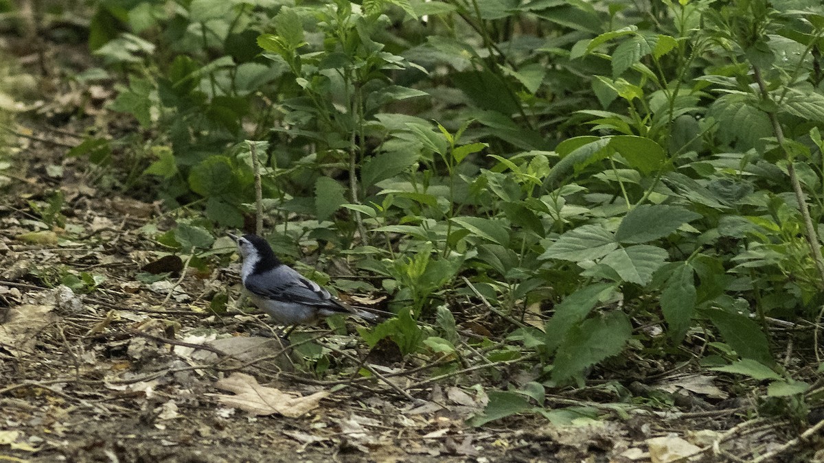 White-breasted Nuthatch - ML634738203