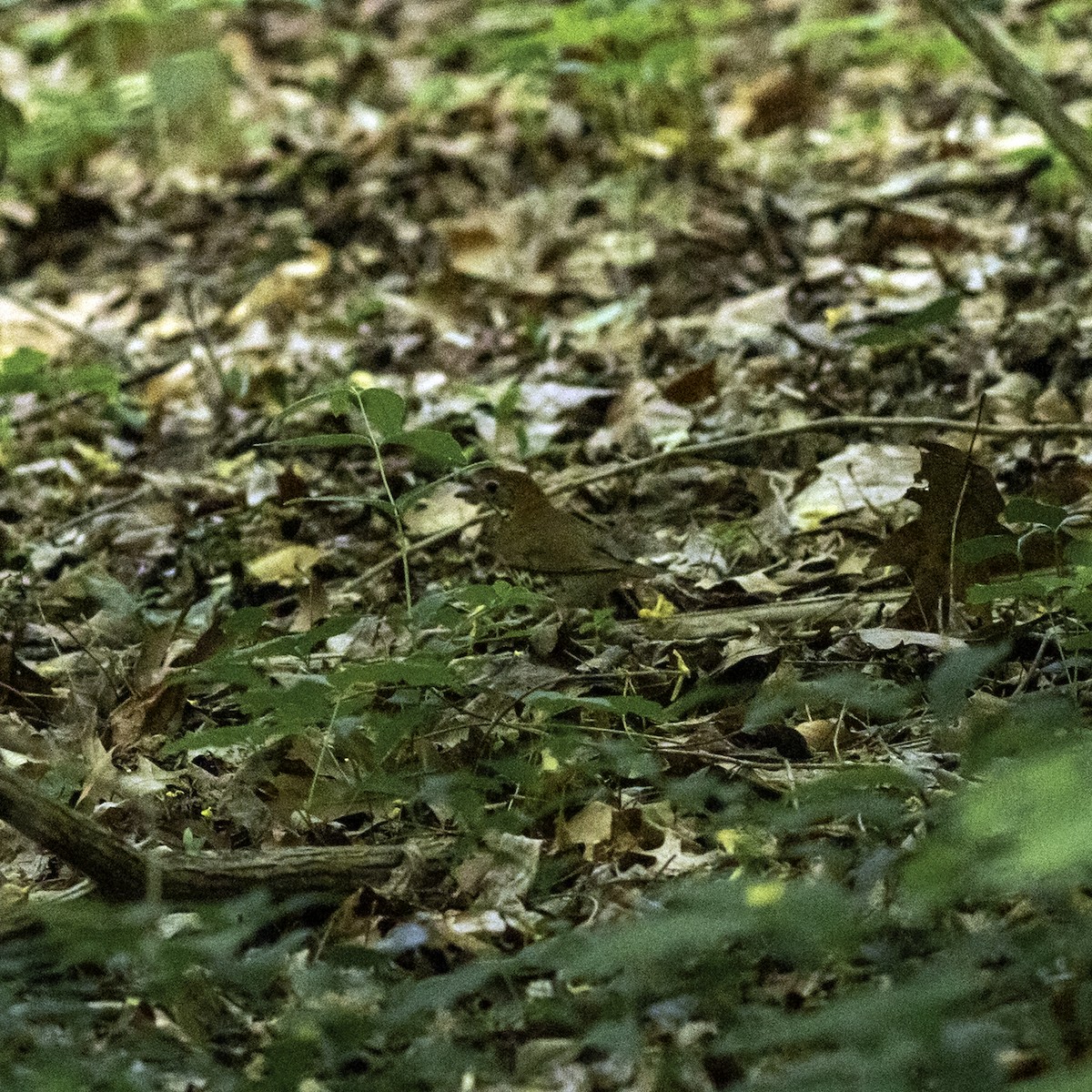 Wood Thrush - ML634738205