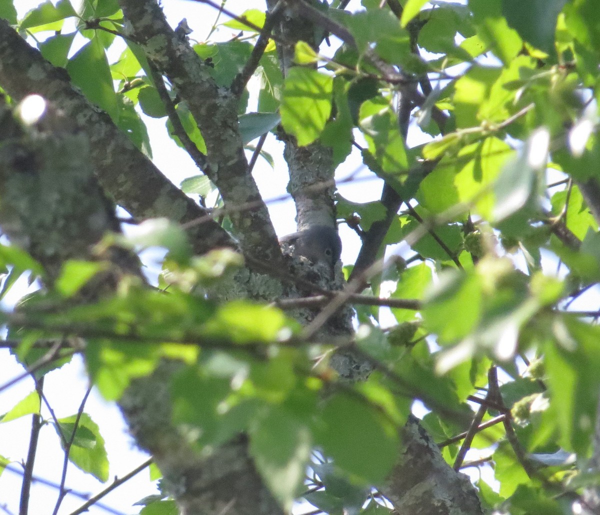Blue-gray Gnatcatcher - ML634738410