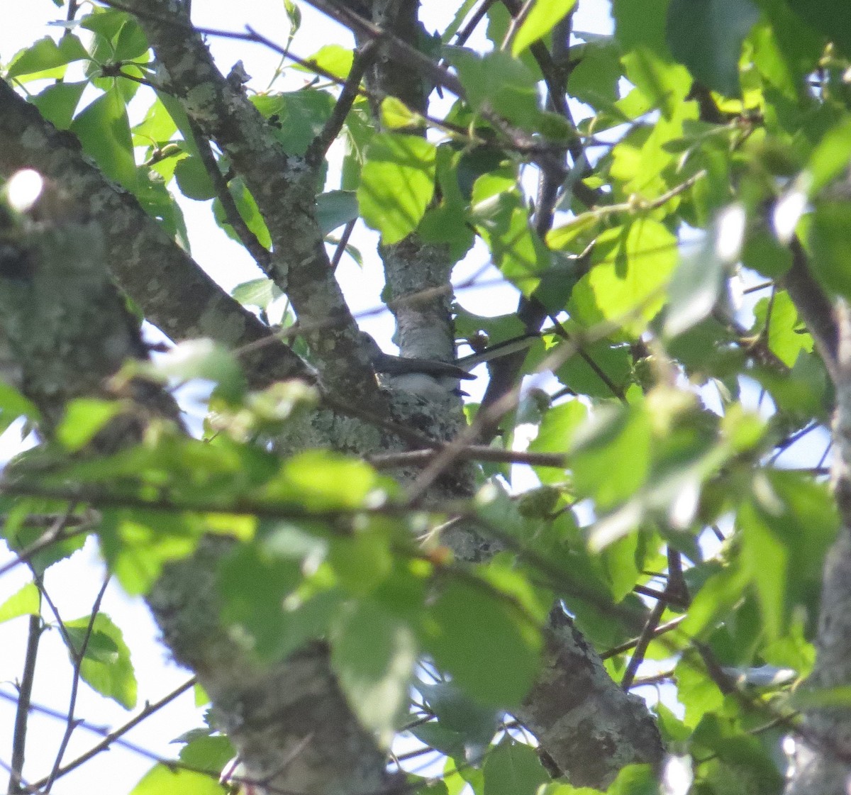 Blue-gray Gnatcatcher - ML634738508