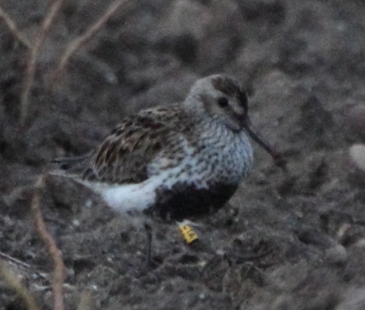 Dunlin - ML634738513