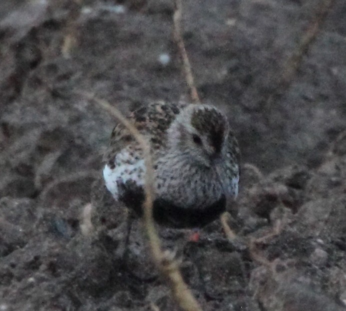Dunlin - ML634738514