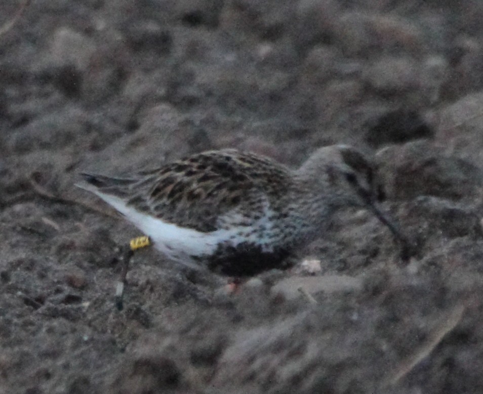 Dunlin - ML634738515