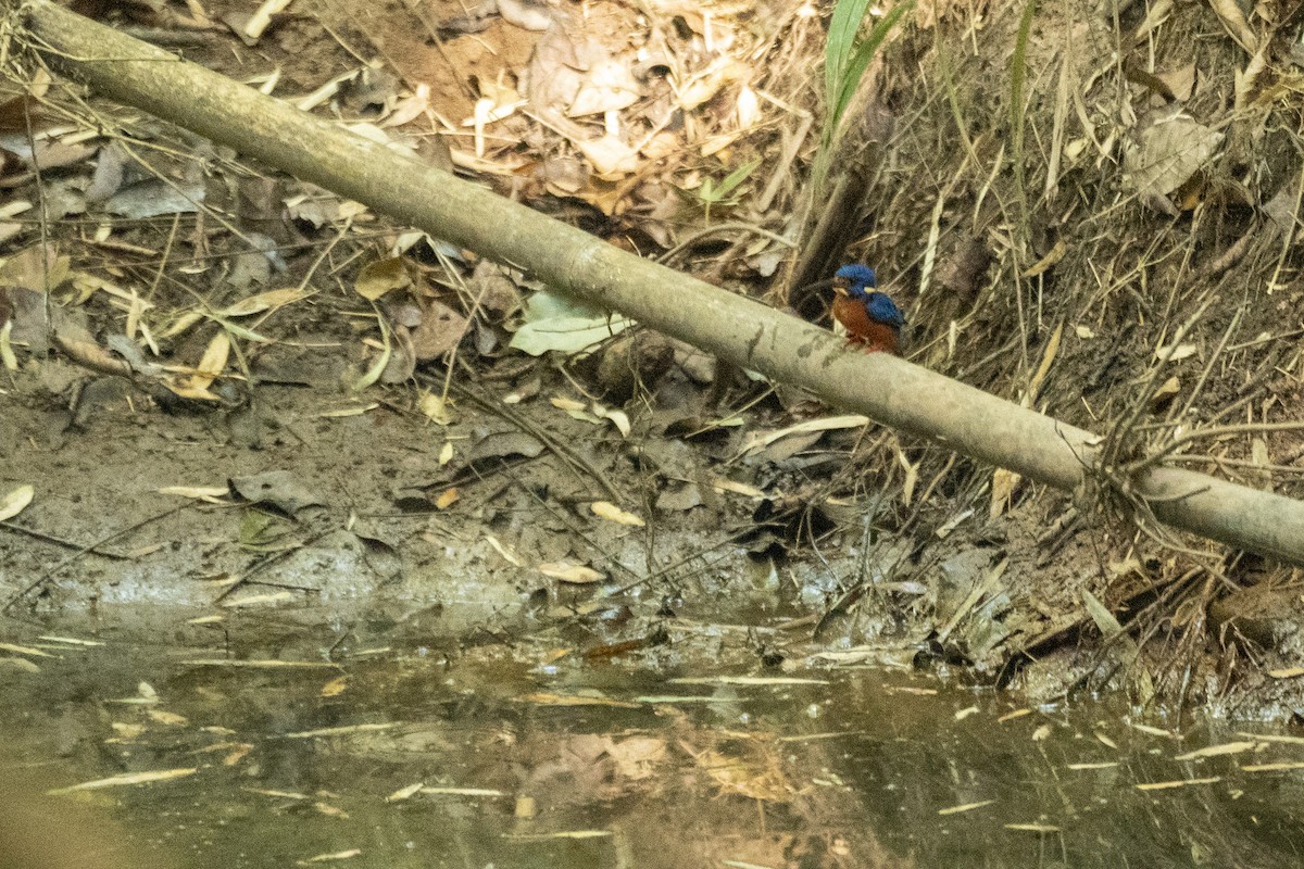 Blue-eared Kingfisher - ML634738524