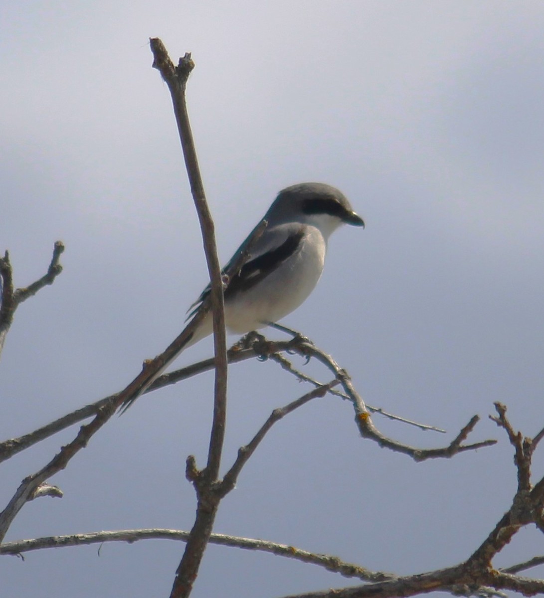 Loggerhead Shrike - ML634738612