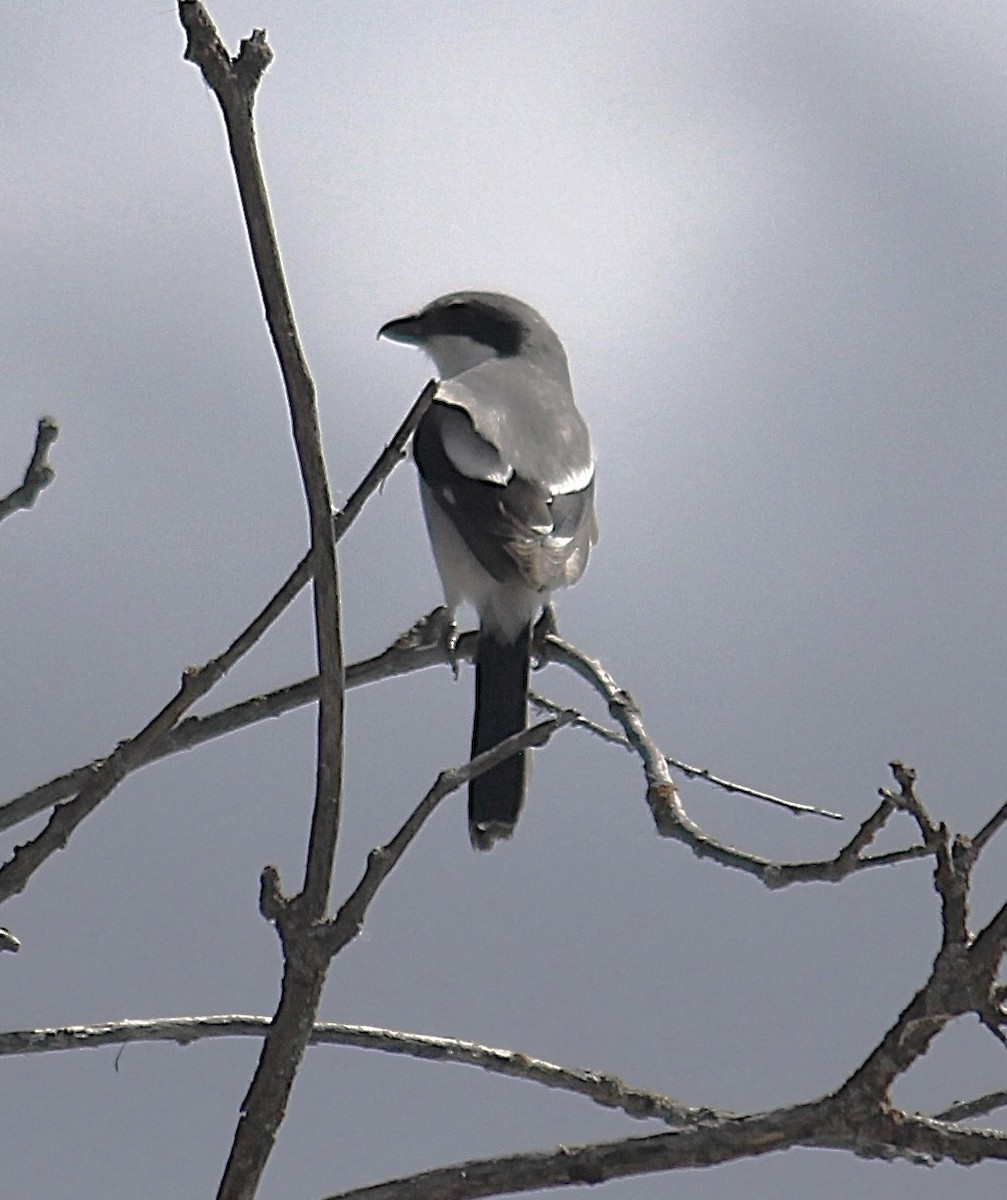 Loggerhead Shrike - ML634738613