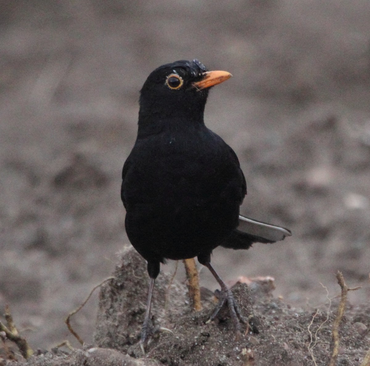 Eurasian Blackbird - ML634738668