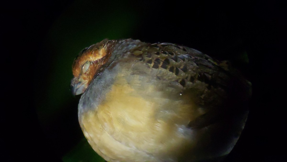 Tawny-faced Quail - ML634738724