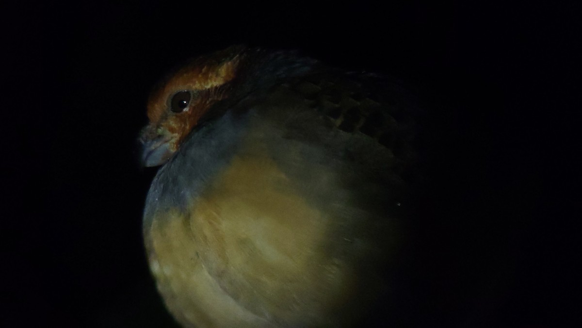 Tawny-faced Quail - ML634738725